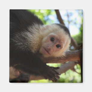 Capuchin-Affe-Magnet Magnet