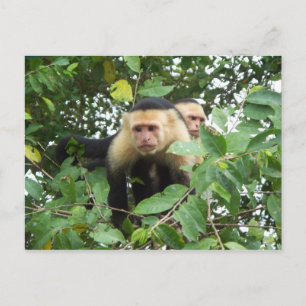 Capuchin-Affen Postkarte