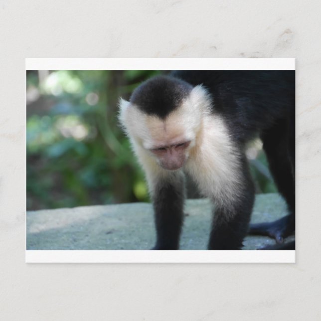 Capuchin Monkey.JPG Postkarte (Vorderseite)