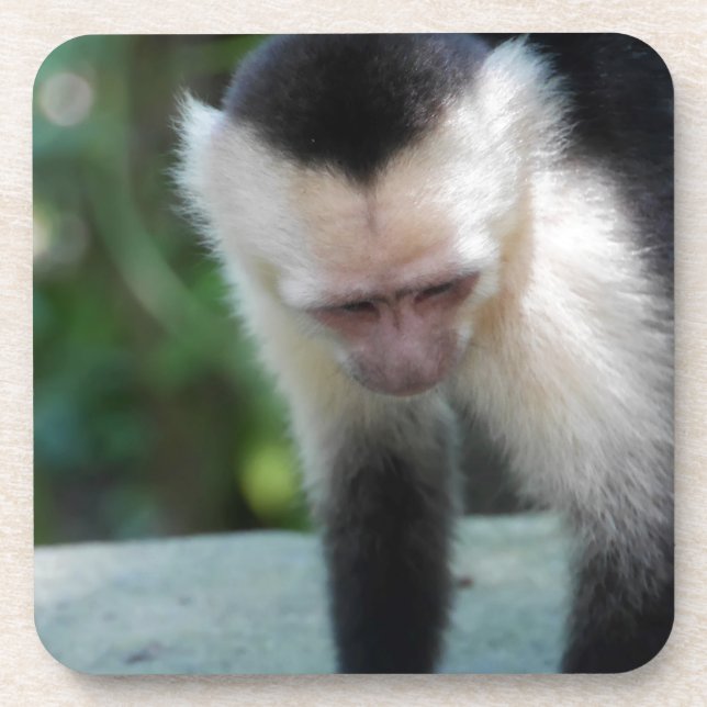 Capuchin Monkey.JPG Untersetzer (Vorderseite)