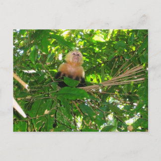 Capuchin Monkey - Manuel Antonio Park, Costa Rica Postkarte