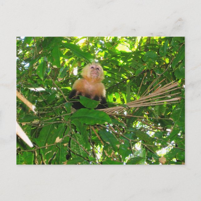 Capuchin Monkey - Manuel Antonio Park, Costa Rica Postkarte (Vorderseite)