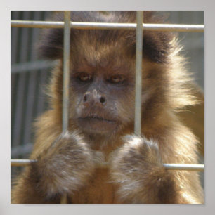 Capuchin Monkey Print Poster