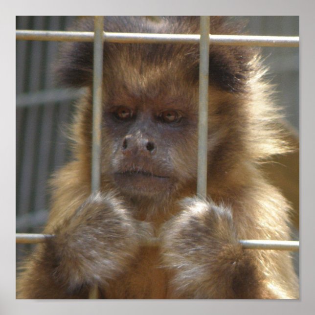 Capuchin Monkey Print Poster (Vorne)