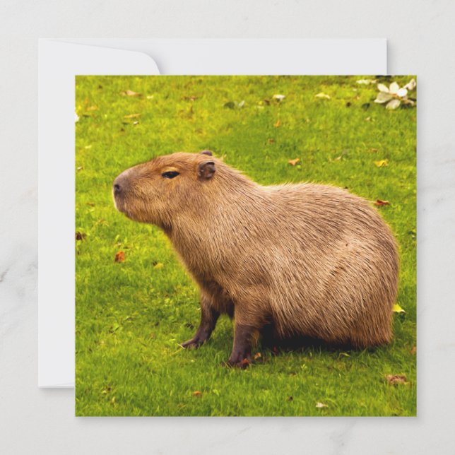 Capybara (Vorderseite)
