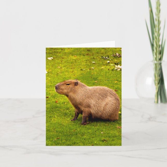Capybara (Vorderseite)