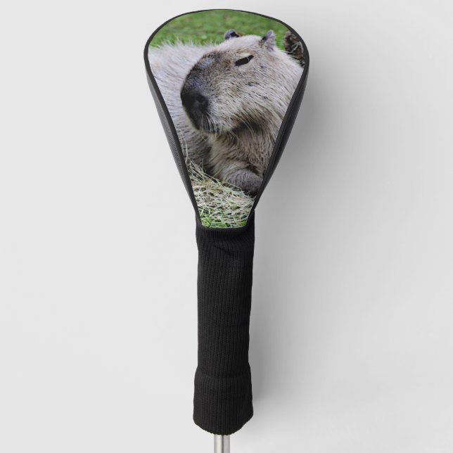 Capybara 07 golf headcover (Vorderseite)