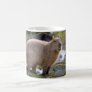 Capybara am Rande eines Teiches Kaffeetasse