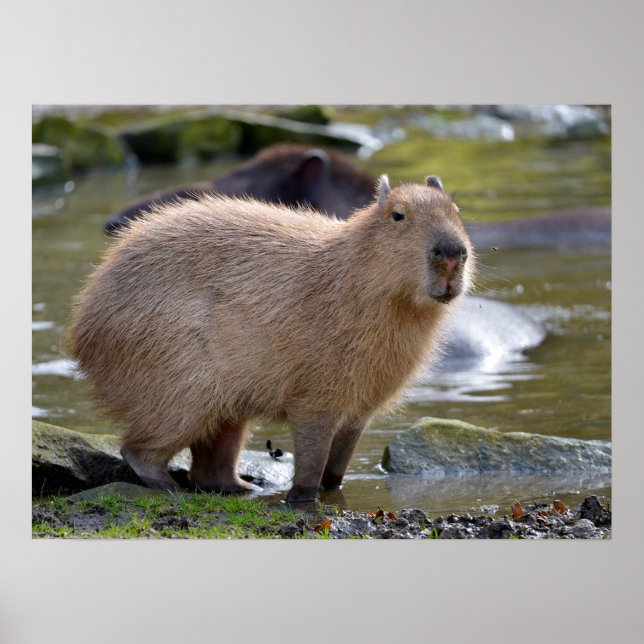 Capybara am Rande eines Teiches Poster (Vorne)