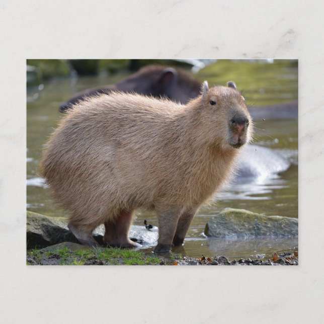 Capybara am Rande eines Teiches Postkarte (Vorderseite)
