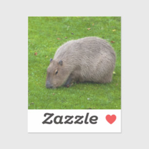Capybara-Aufkleber Aufkleber