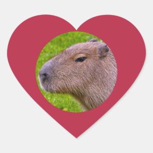 Capybara-Aufkleber Herz-Aufkleber