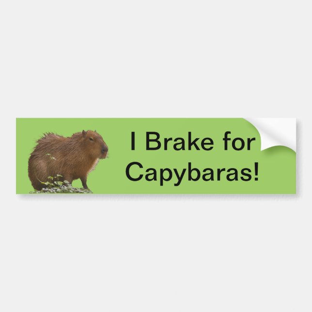 Capybara Autoaufkleber (Vorne)