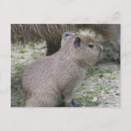 Capybara Babay Postkarte