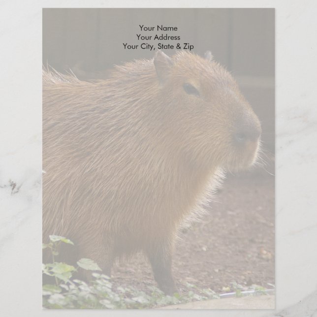 Capybara Briefbogen (Vorderseite)