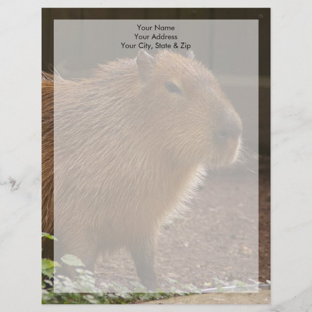 Capybara Briefkopf (Vorderseite)