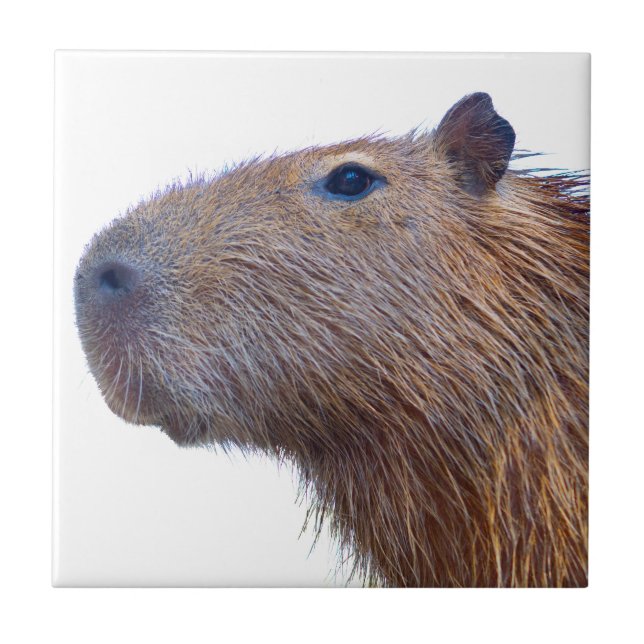 Capybara Fliese (Vorderseite)