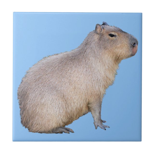 Capybara Fliese (Vorderseite)