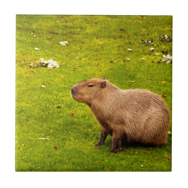 Capybara Fliese (Vorderseite)