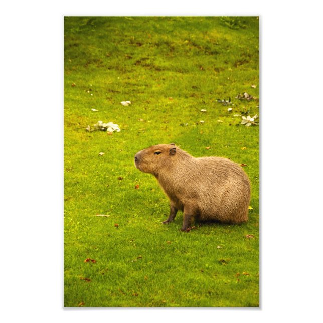Capybara Foto Print (Vorne)