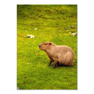 Capybara Fotodruck