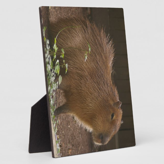 Capybara Fotoplatte (Seite)