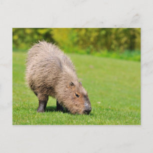Capybara fressend Gras Postkarte