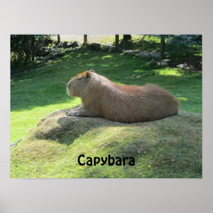 Capybara - Große Rodent Poster