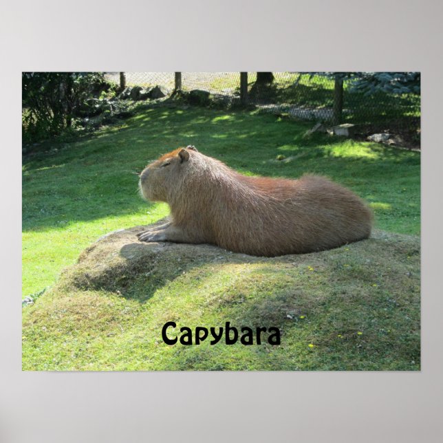 Capybara - Große Rodent Poster (Vorne)