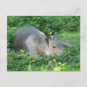 Capybara - Großes Nagetier Postkarte