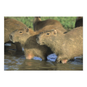 Capybara, Hydrochaeris hydrochaeris), größte Fotodruck