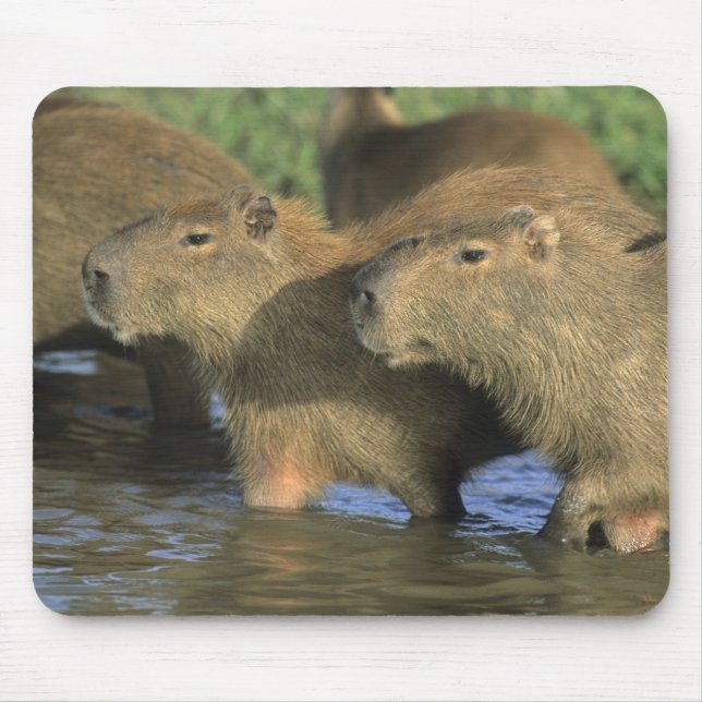Capybara, Hydrochaeris hydrochaeris), Welts Mousepad (Vorne)