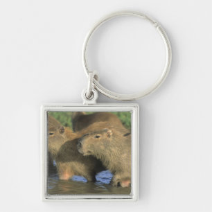 Capybara, Hydrochaeris hydrochaeris), Welts Schlüsselanhänger