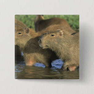 Capybara, Hydrochaeris hydrochaeris), weltweit Button