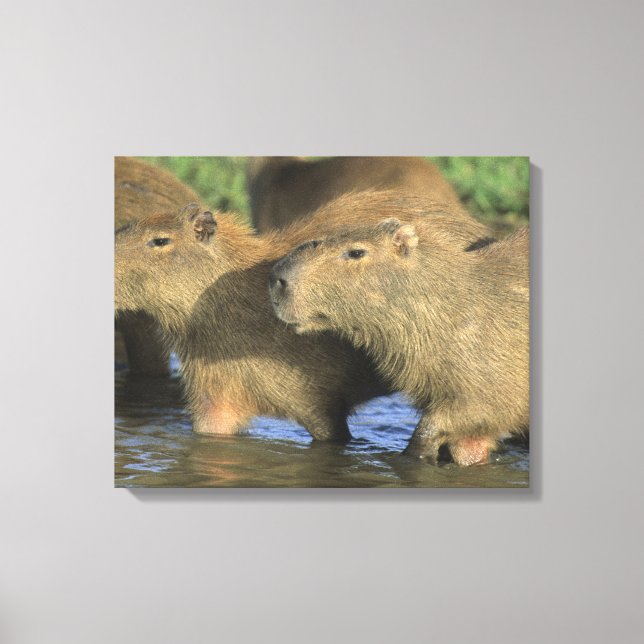 Capybara, Hydrochaeris hydrochaeris), weltweit Leinwanddruck (Vorderseite)