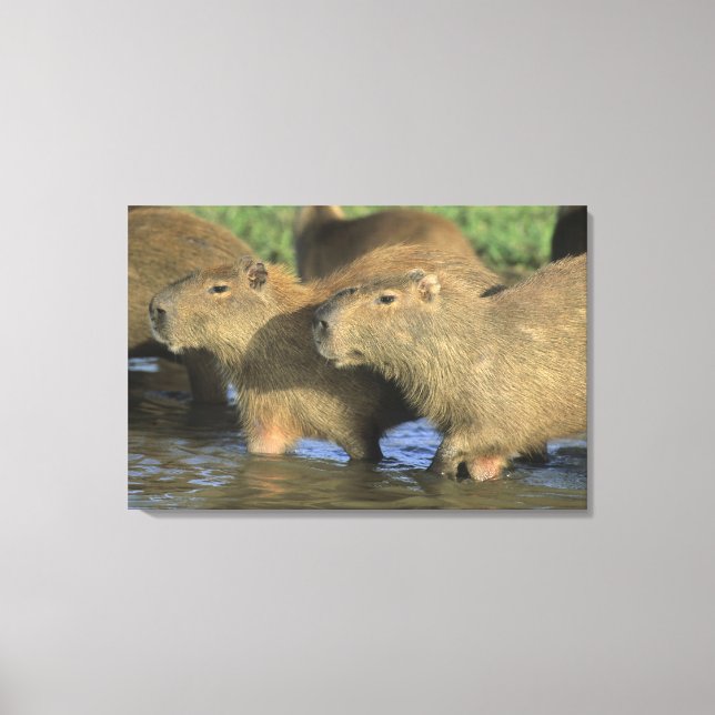 Capybara, Hydrochaeris hydrochaeris), weltweit Leinwanddruck (Vorderseite)