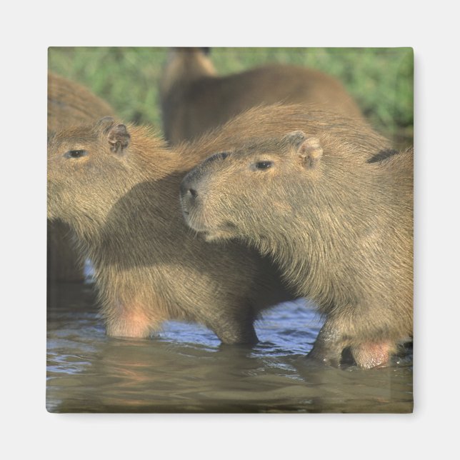 Capybara, Hydrochaeris hydrochaeris), weltweit Magnet (Vorne)