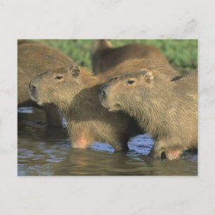 Capybara, Hydrochaeris hydrochaeris), weltweit Postkarte