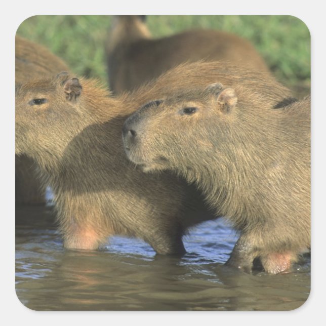 Capybara, Hydrochaeris hydrochaeris), weltweit Quadratischer Aufkleber (Vorderseite)