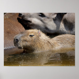 Capybara im Wasser Poster