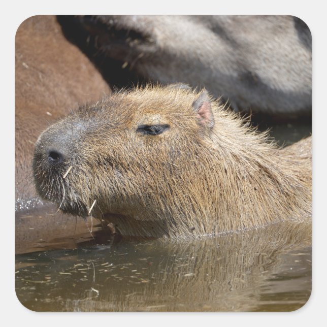 Capybara im Wasser Quadratischer Aufkleber (Vorderseite)