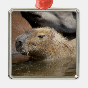 Capybara in water ornament aus metall