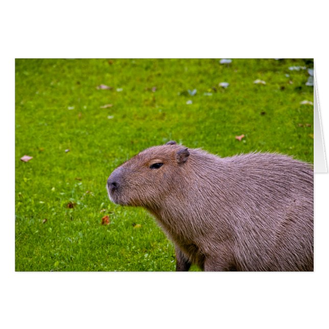 Capybara-Karte (Vorderseite (Horizontal))