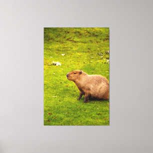 Capybara Leinwanddruck