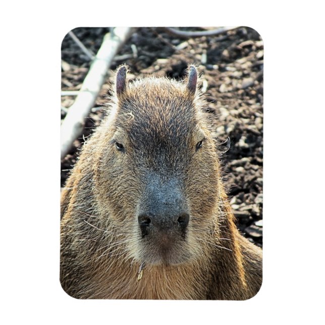 CAPYBARA MAGNET (Vertikal)