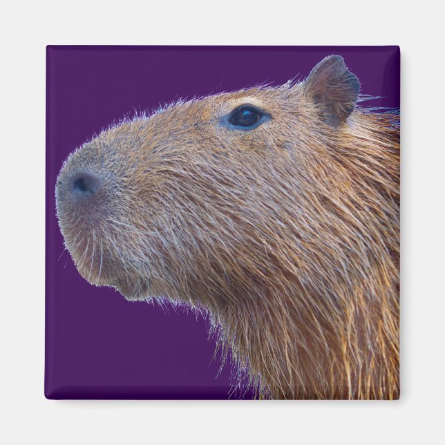 Capybara Magnet (Vorne)