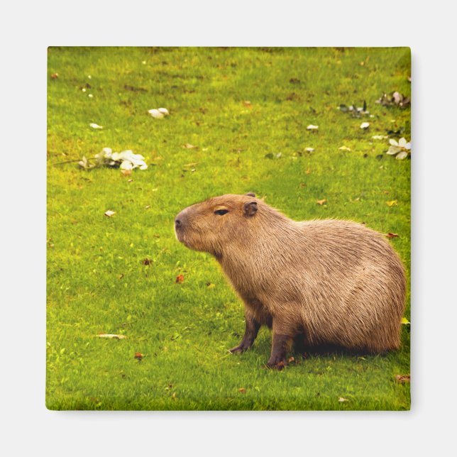 Capybara Magnet (Vorne)
