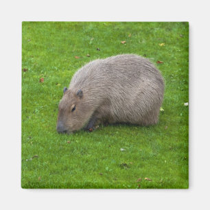 Capybara-Magnet Magnet