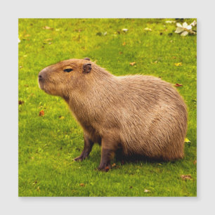 Capybara Magnetkarte