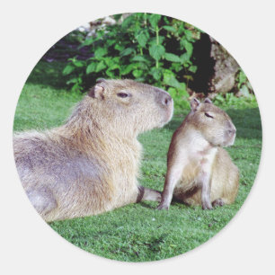 Capybara Mama und Son Stickers